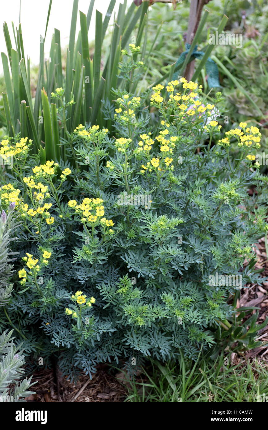 Close up di Ruta graveolens pianta o noto anche come Rue, comune rue o erbe-di-grazia crescita nel terreno Foto Stock
