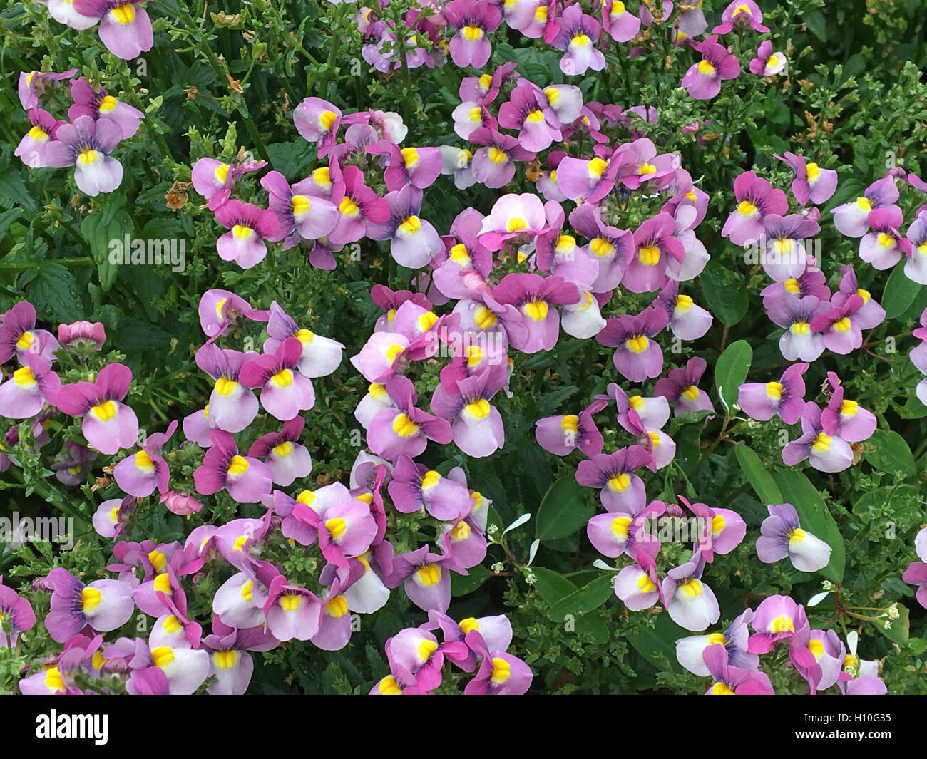 Fiori nella piccola città del parco sotto l'estate,natura Foto Stock