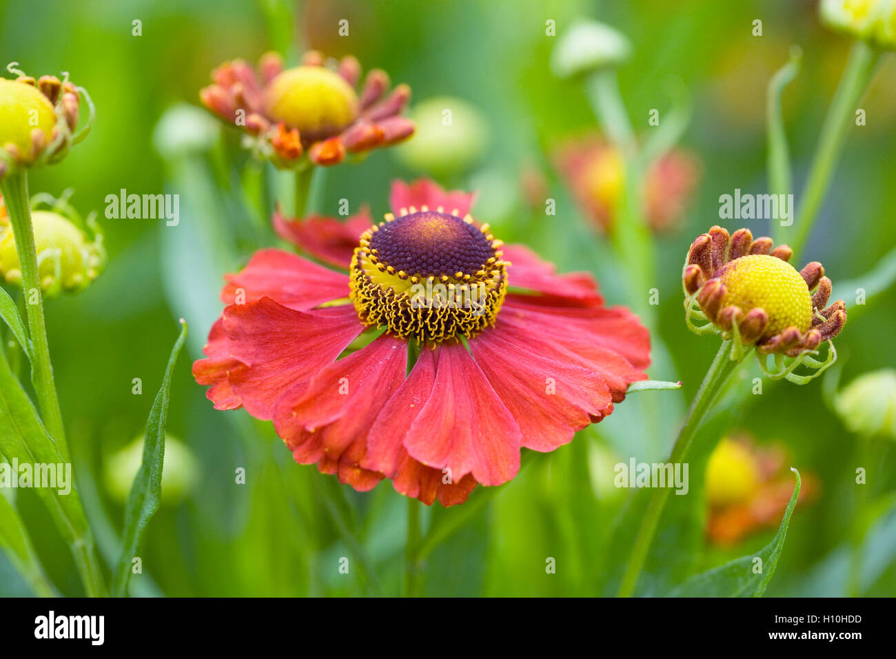 Helenium 'Moerheim bellezza'. Fiore Sneezeweed crescono in un confine erbacee. Foto Stock