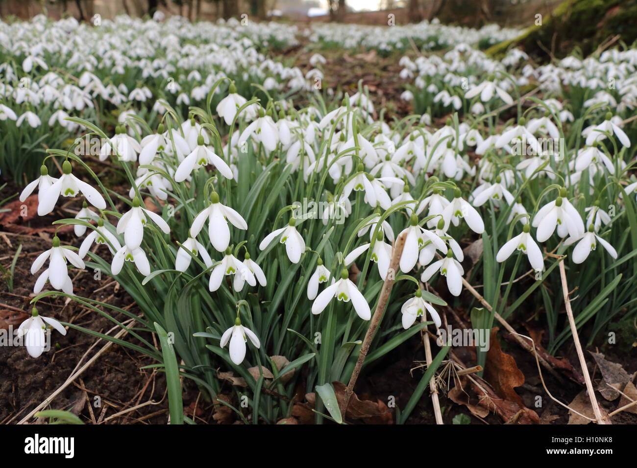 Snowdrops sotto gli alberi in primavera Foto Stock