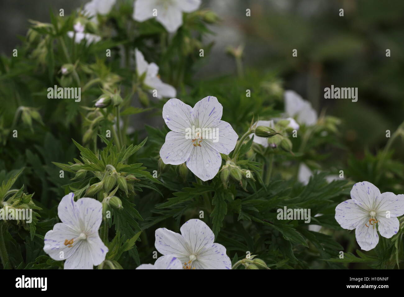 Bianco fiore di geranio Foto Stock