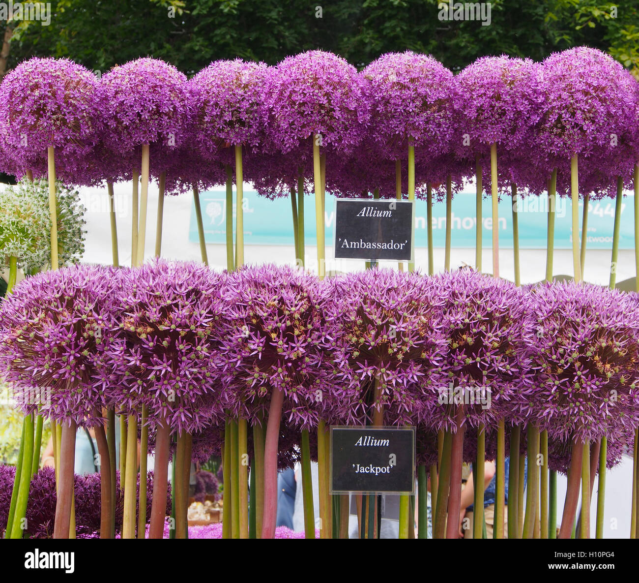 Una fila di Allium Jackpot con una fila di Allium Ambasciatore sopra, nel pieno fiore e con etichette, a Tatton Park Flower Show, Cheshire, nel 2016. Foto Stock