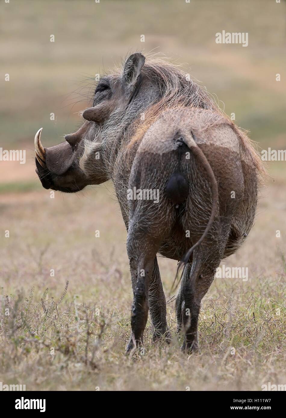 Warthog animale vista di Cerva Foto Stock