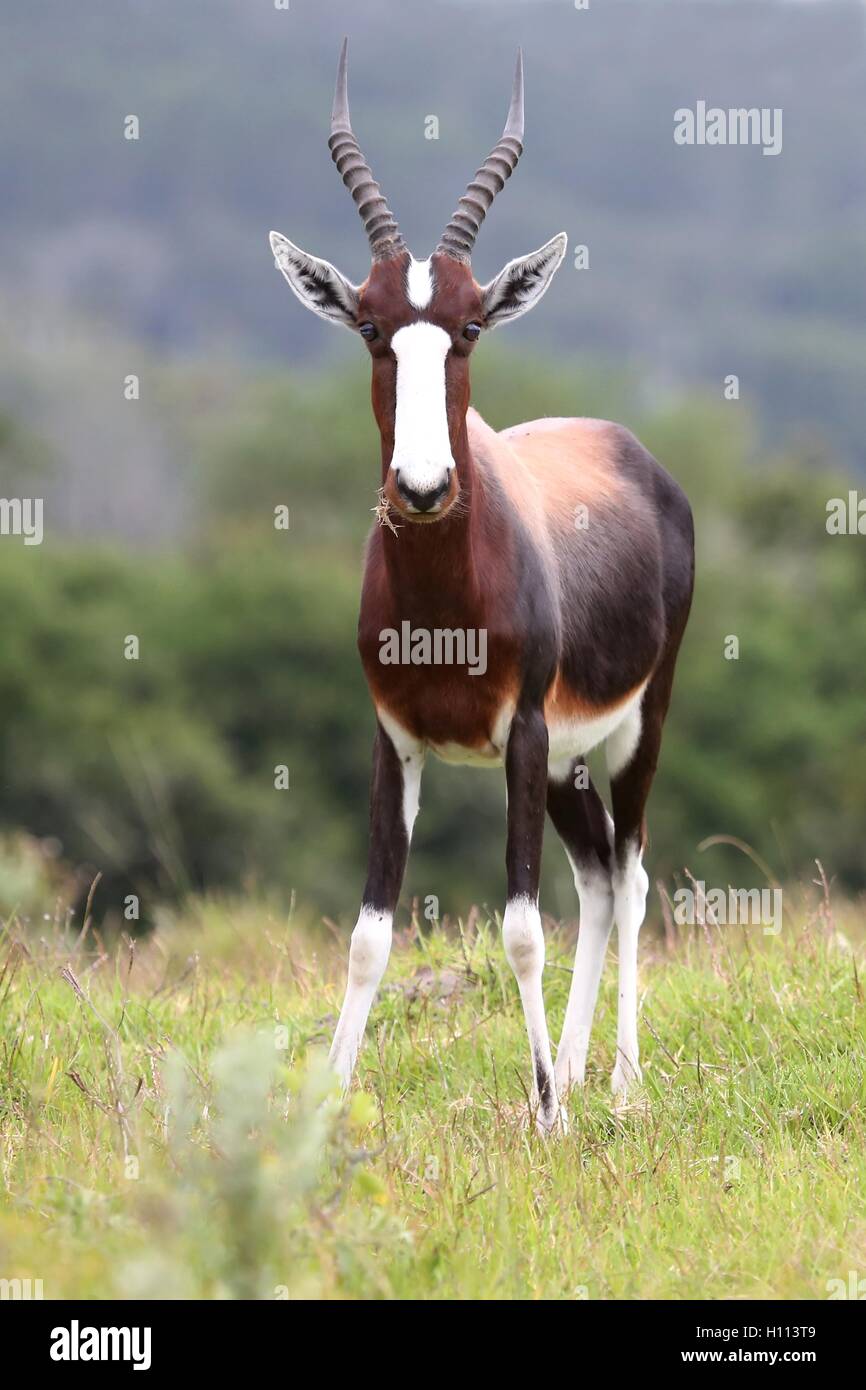 Antilope Bontebok Foto Stock