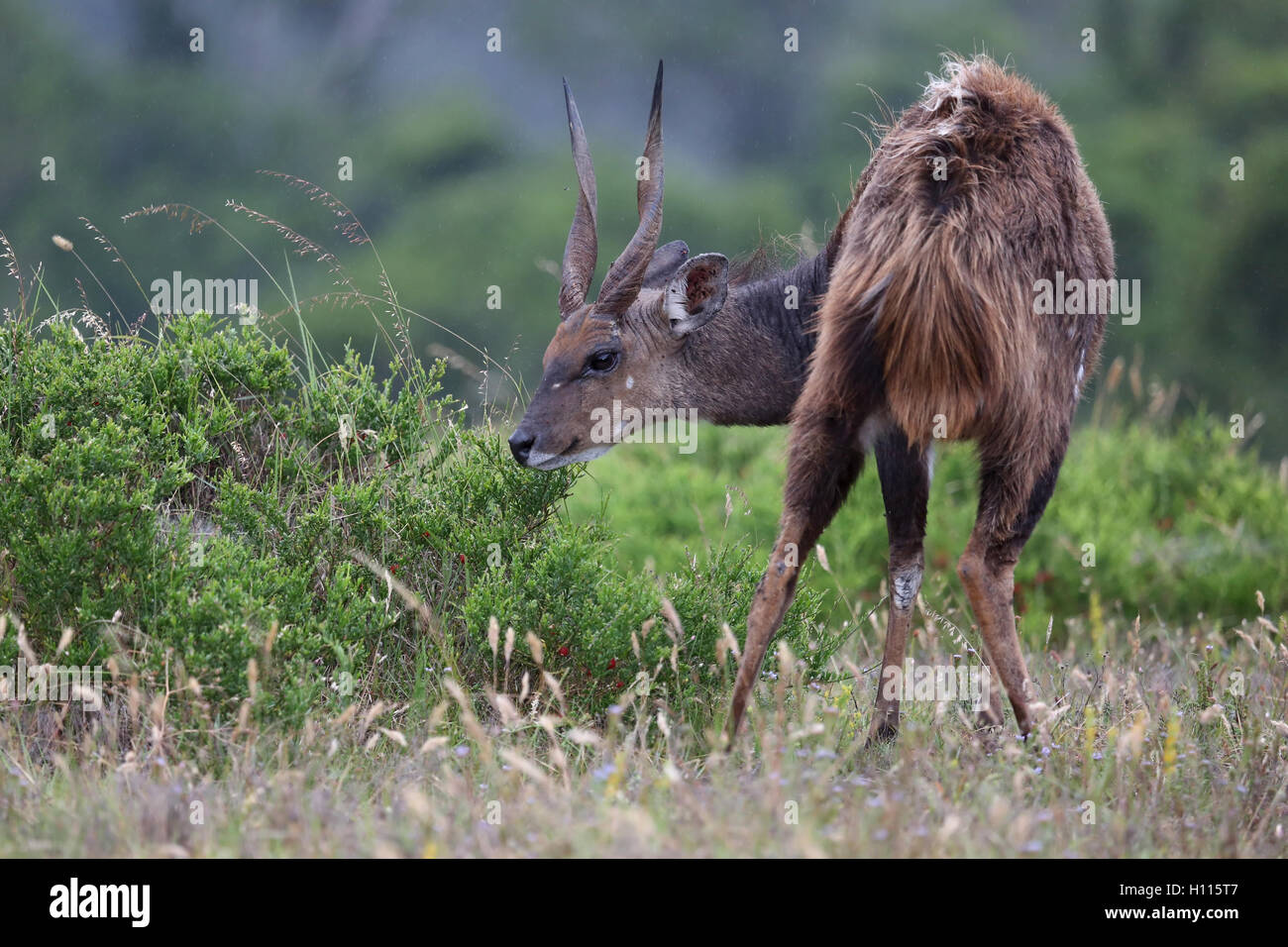 Timidi Bushbuck Antelope Foto Stock