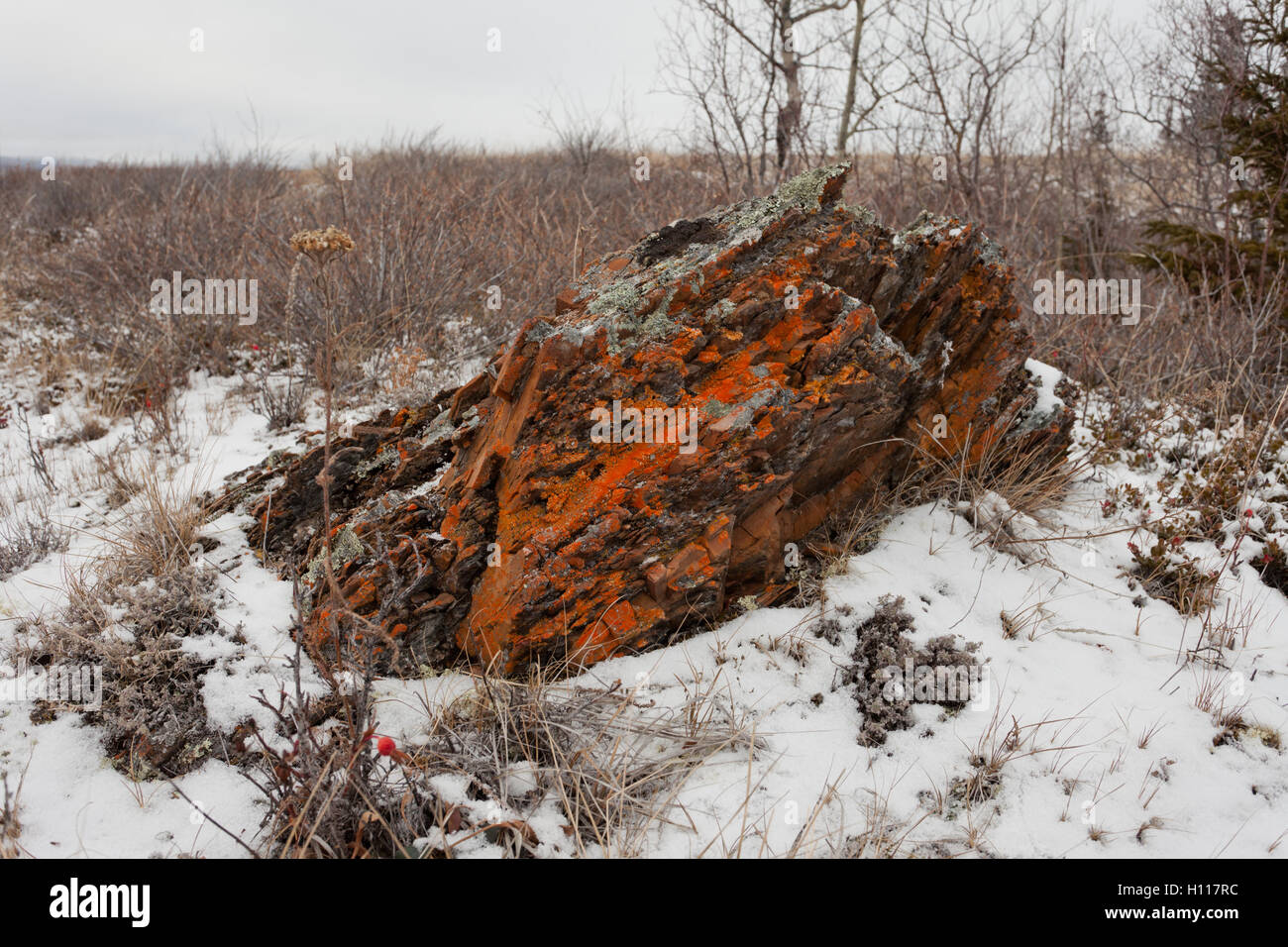 Bleak inverno steppa artiche licheni arancioni rock Foto Stock