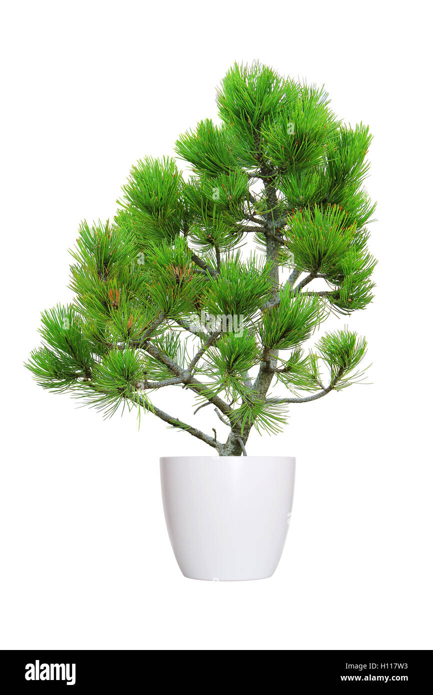 Giovani pine tree in un vaso da fiori isolati su bianco Foto Stock