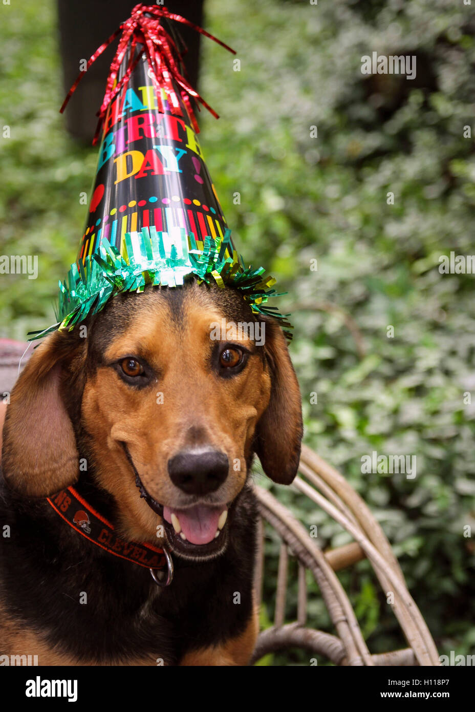 Un cane a una festa di compleanno Foto Stock