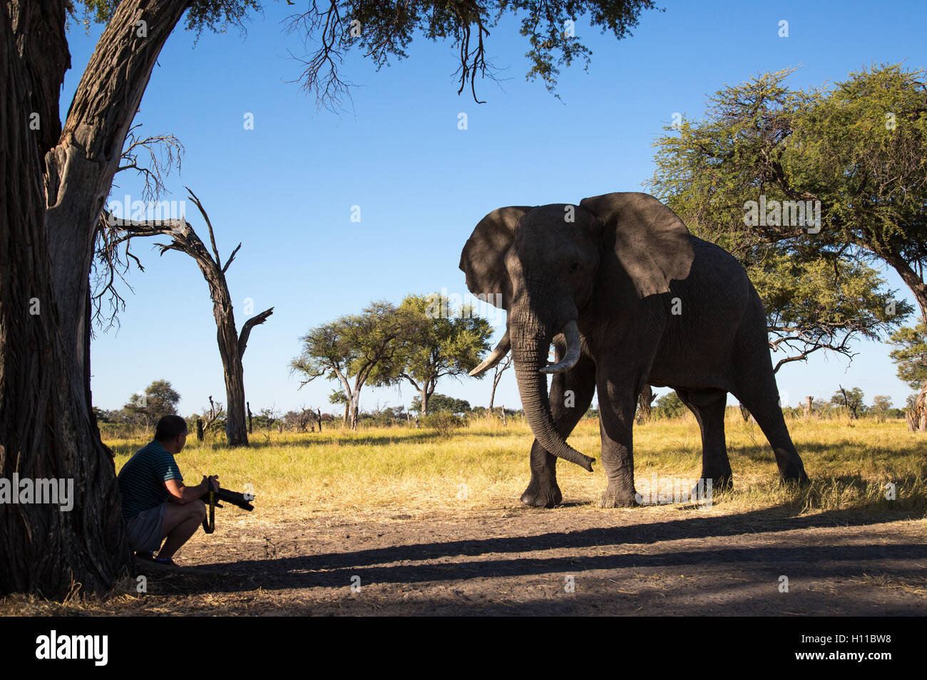 Primo piano Incontro tra un elefante bull(Loxodonta africana) e un fotografo in un campeggio in Botswnana Foto Stock