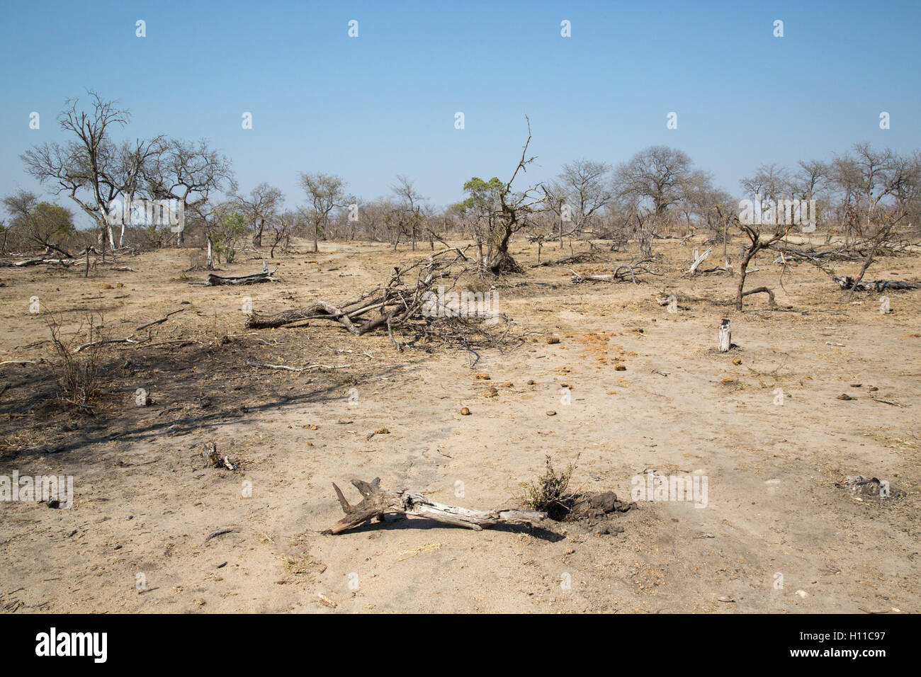 Bushveld aride scena all'altezza di due anni di siccità non mostrando alcuna erba, alberi sfrondato, e nessun foraggio disponibile (settembre 20 Foto Stock