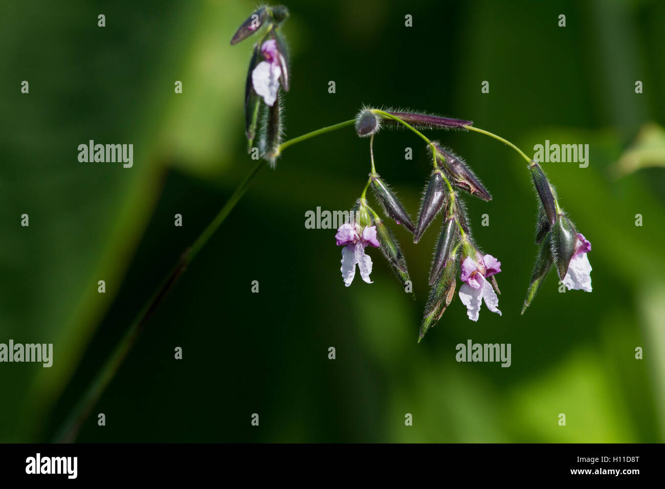 Steli di fiori sottili immagini e fotografie stock ad alta risoluzione -  Alamy