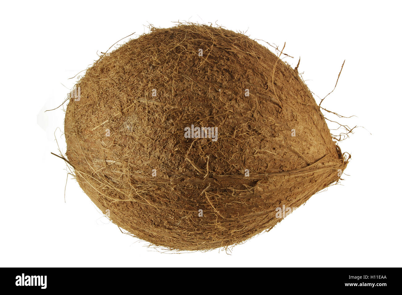 Noce di cocco Foto Stock