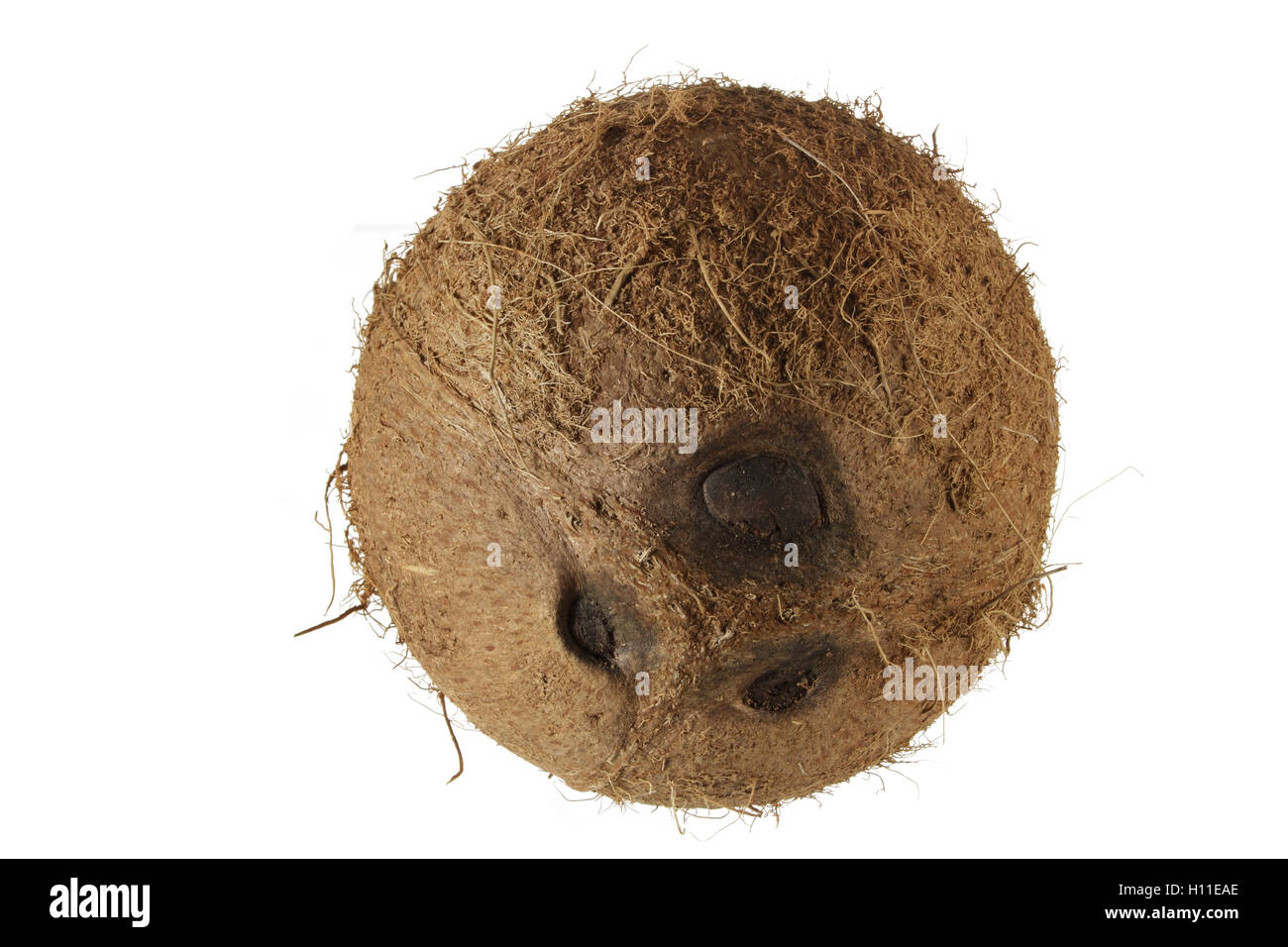 Noce di cocco Foto Stock