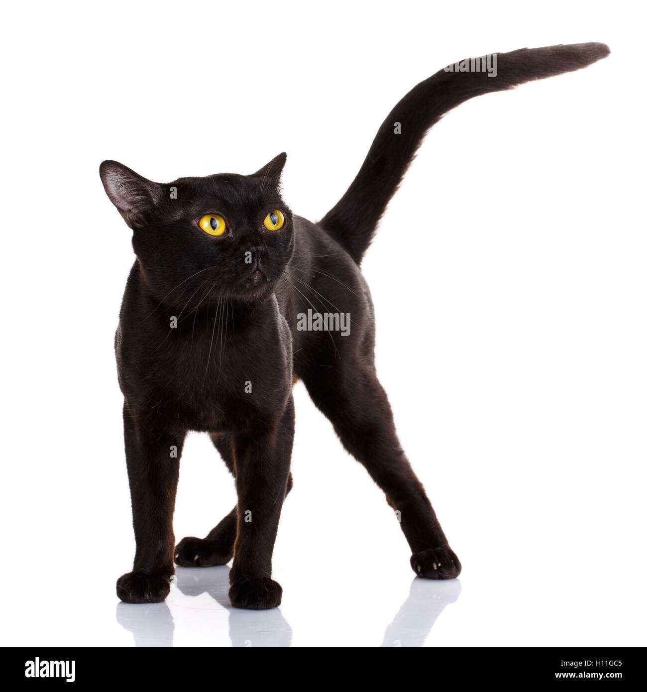 Bombay gatto nero su sfondo bianco Foto Stock