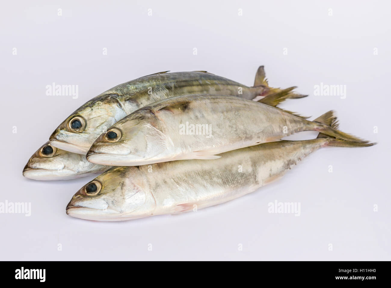 Fresh Indian sgombro pesce su uno sfondo bianco Foto Stock
