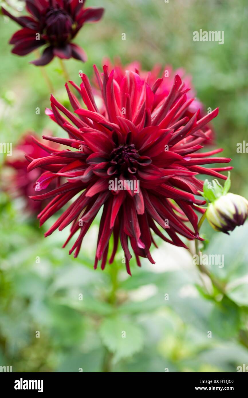 Dahlia cactus Nuit d' Eté crescendo in un confine di un giardino in Cornovaglia a fine giornata d'estate Foto Stock