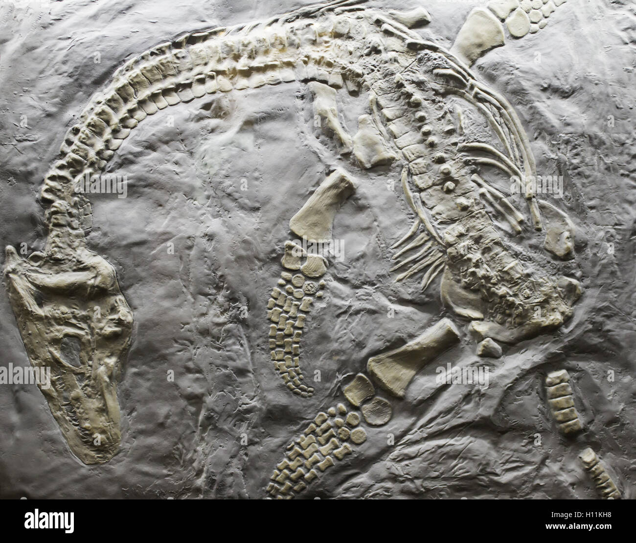 Scheletro di dinosauro antica rock, evolution Foto Stock