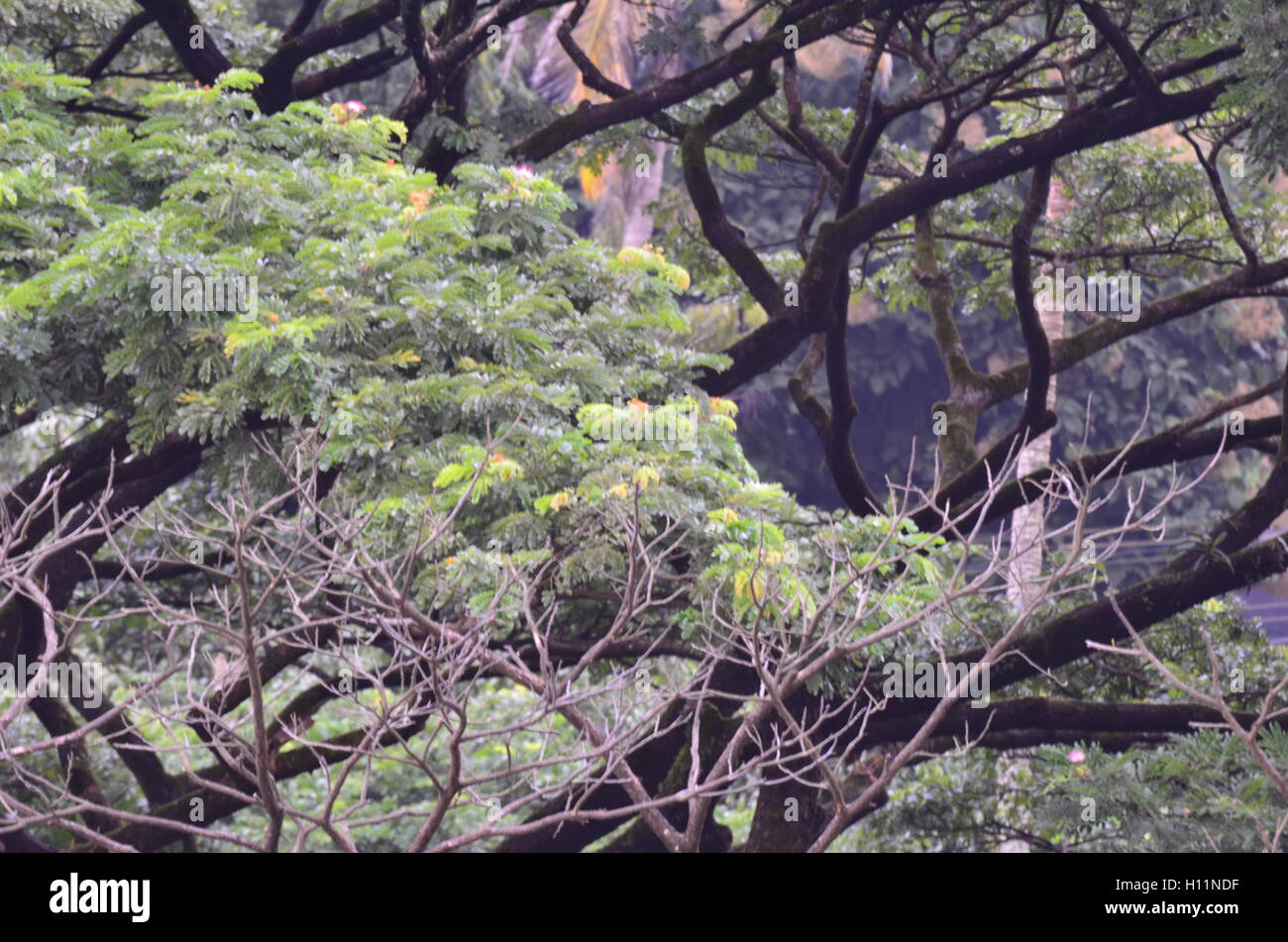 Morto il ramo di un albero colpito da un fulmine Foto Stock