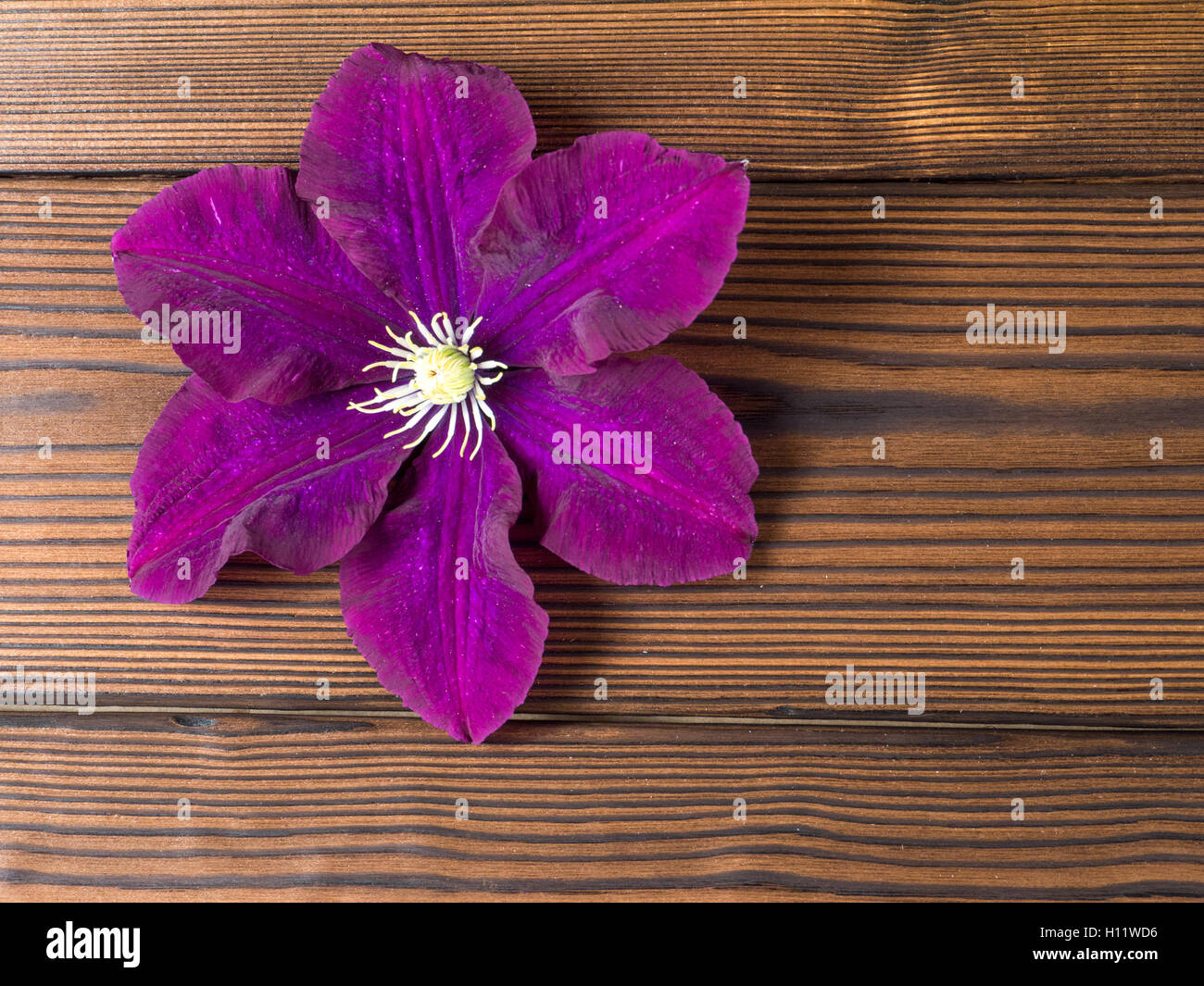 Viola scuro clematis sulla trama listoni in legno Foto Stock