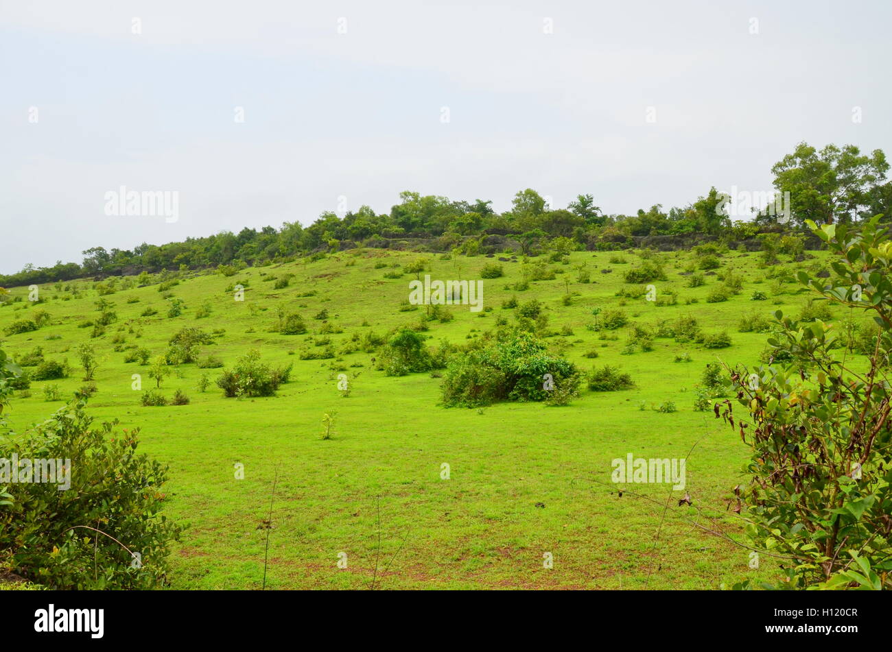 Monsoon Magic - lussureggianti verdi colline della campagna di Mangalore, Karnataka, India durante il monsone Foto Stock
