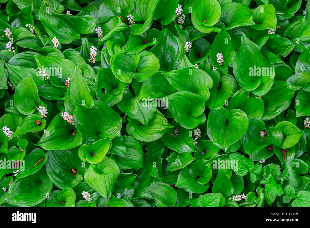 Stati Uniti d'America, Oregon, Portland, Crystal Springs Rhododendron giardino, Falso giglio della valle (Maianthemum dilatatum) in fiore. Foto Stock