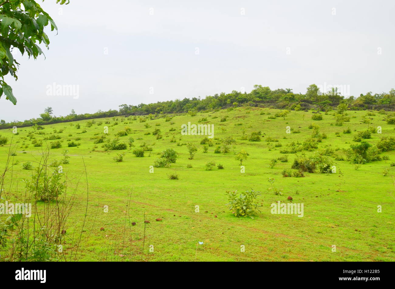 Monsoon Magic - lussureggianti verdi colline della campagna di Mangalore, Karnataka, India durante il monsone Foto Stock