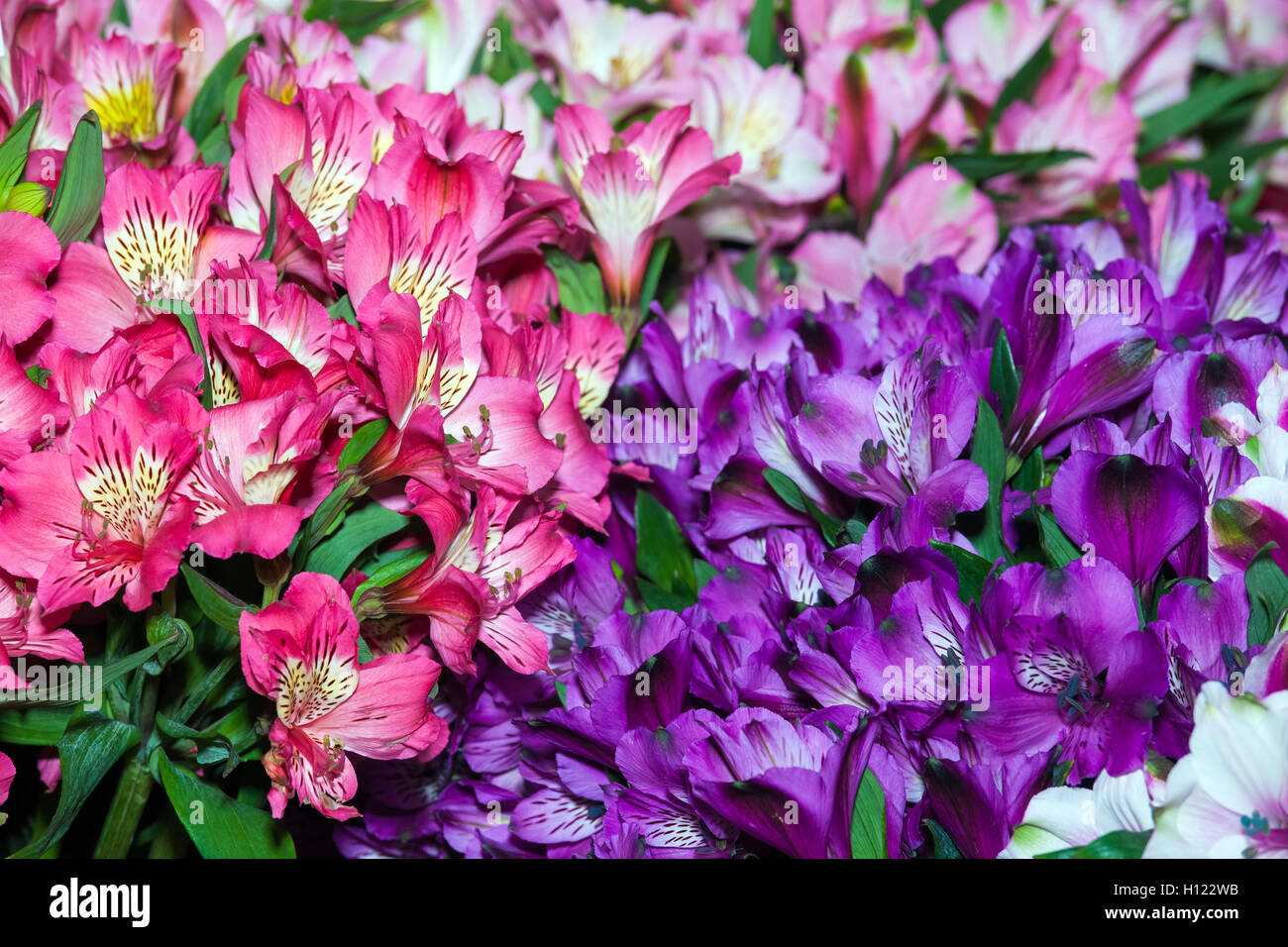 Alstroemeria sfondo fiori Foto Stock