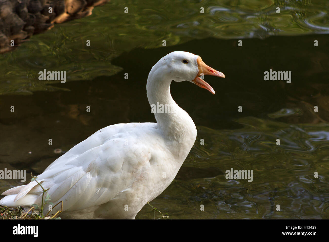 Anatra bianco vicino al lago di lato. Foto Stock