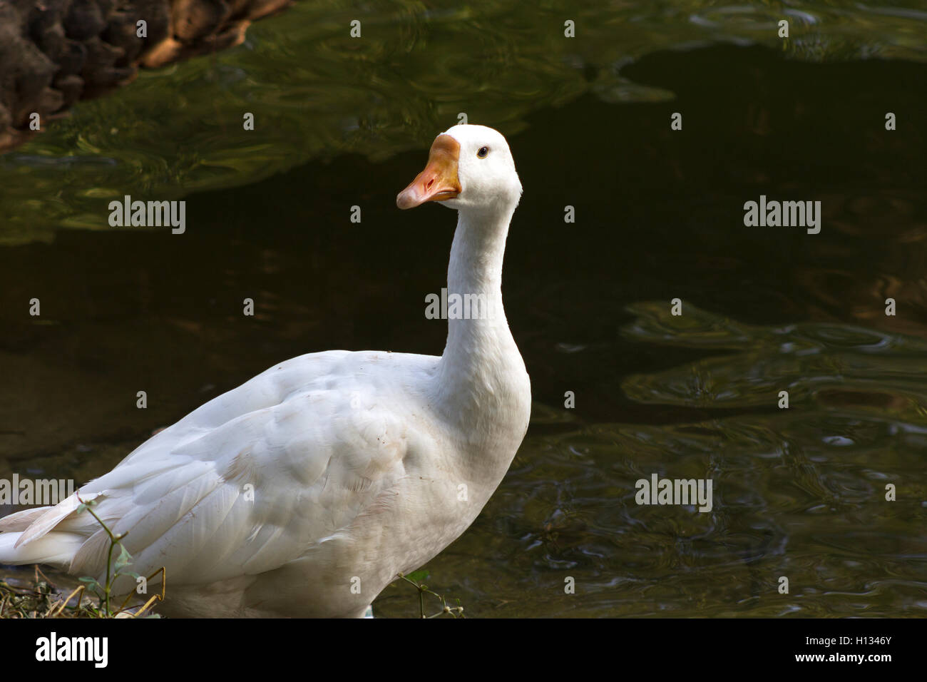 Anatra bianco vicino al lago di lato. Foto Stock