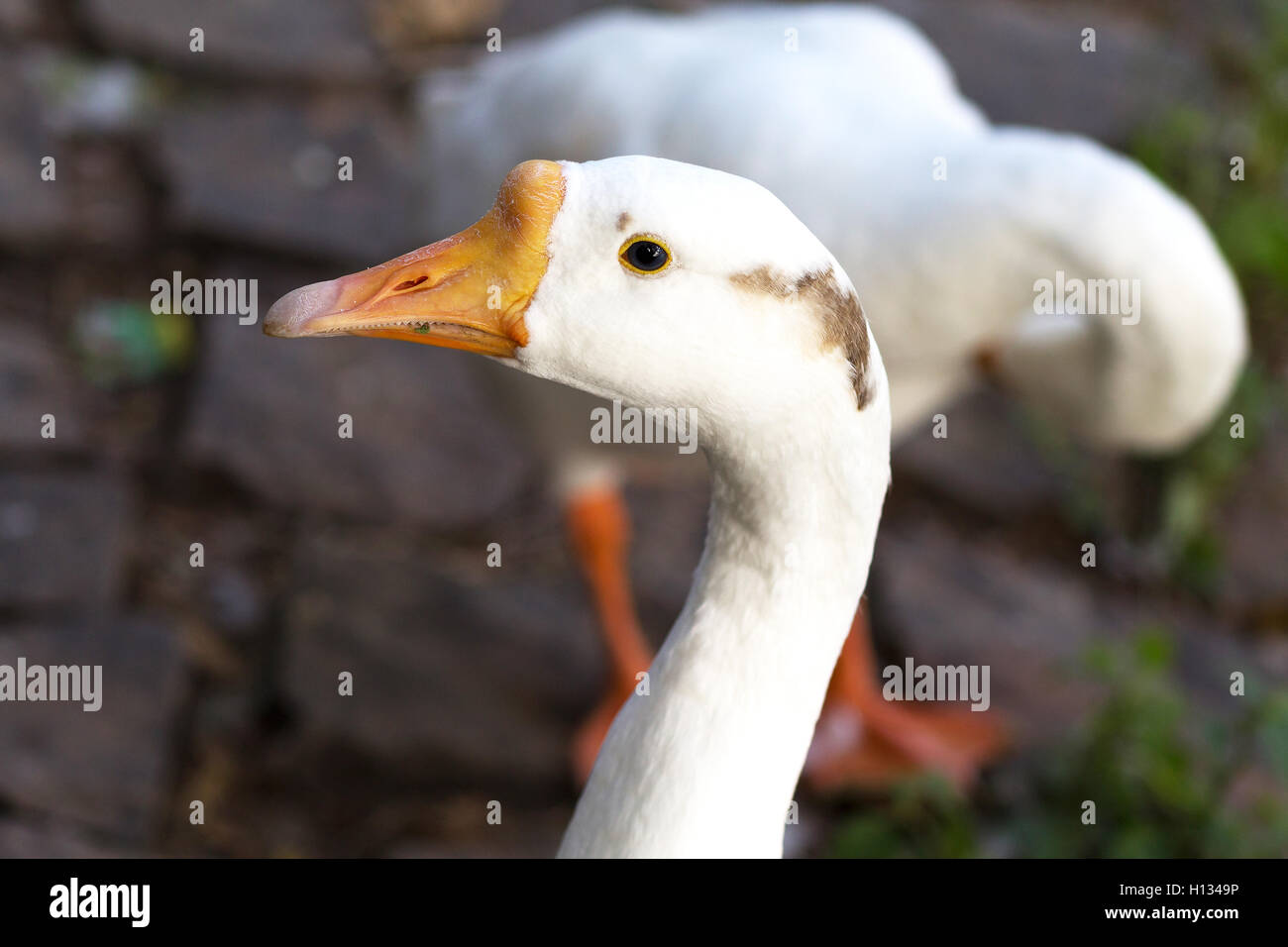 Anatra bianco vicino al lago di lato. Foto Stock