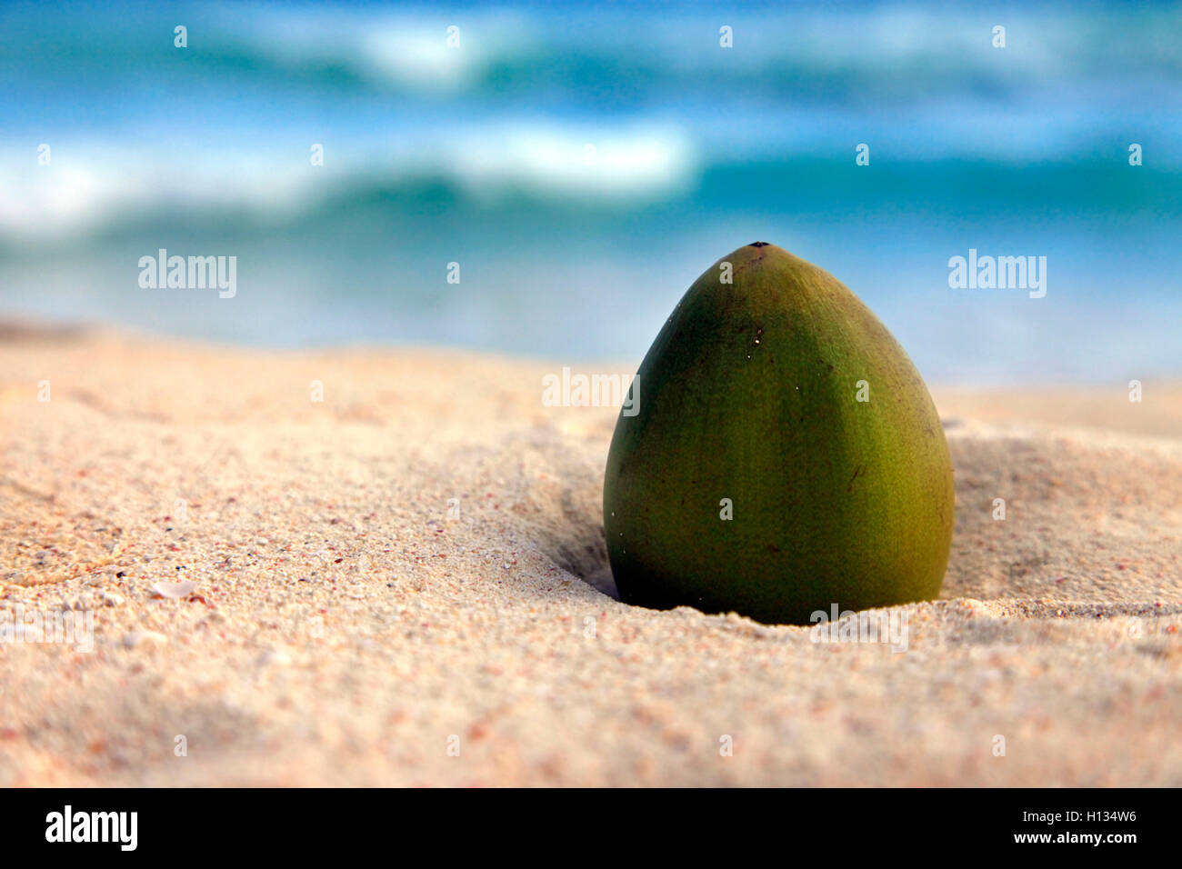 Noce di cocco Foto Stock