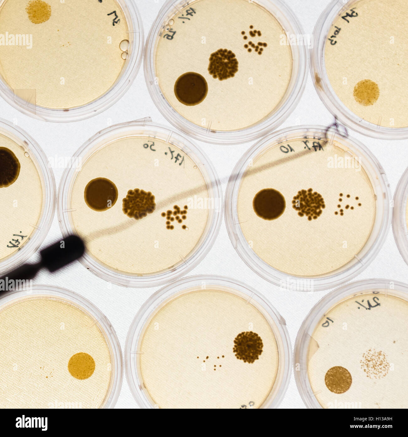 Crescere i batteri in capsule di Petri. Foto Stock