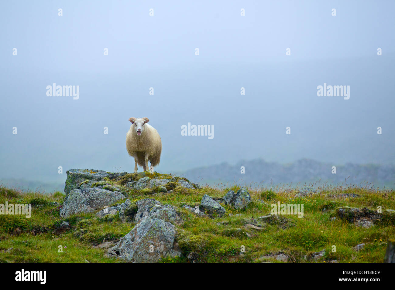 Pecore in pascoli Foto Stock