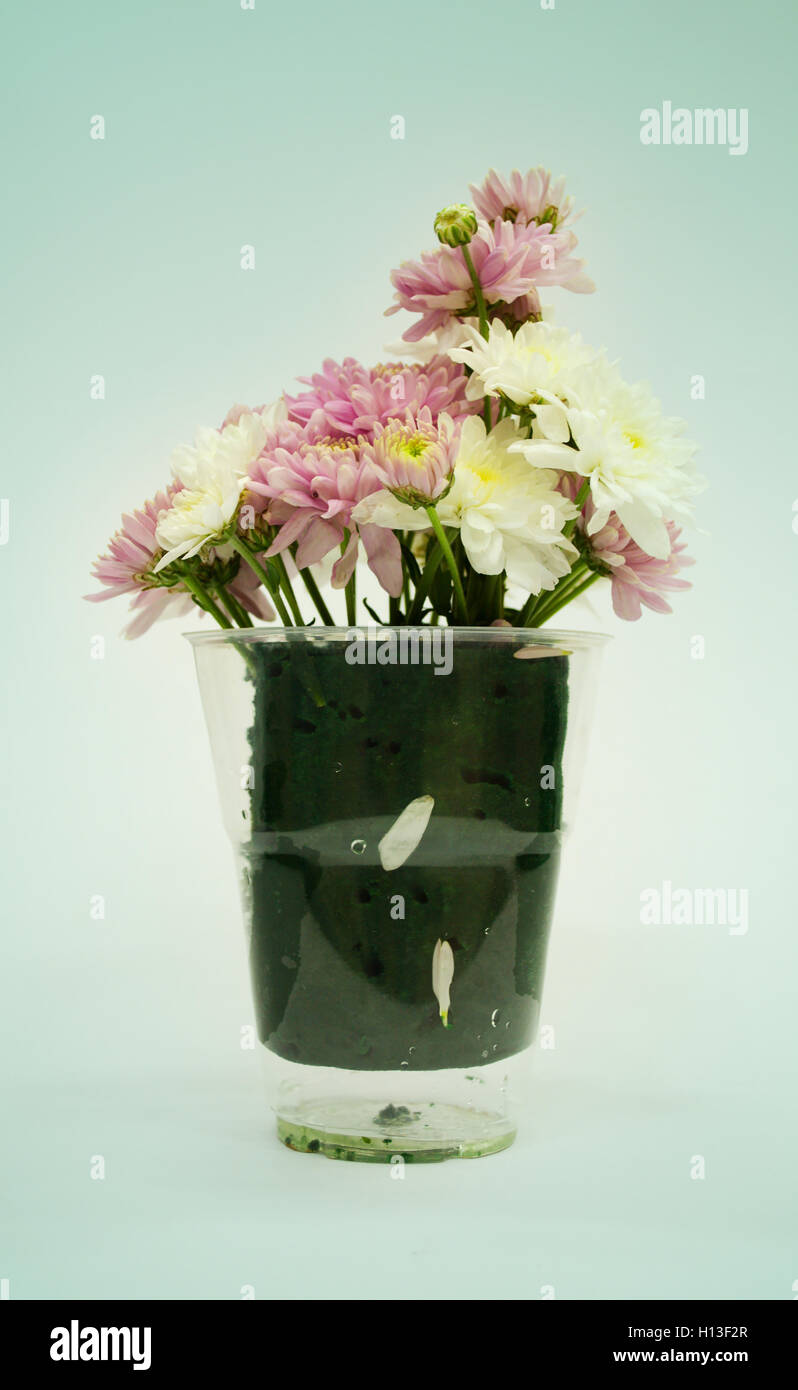 Vaso di fiori Foto Stock
