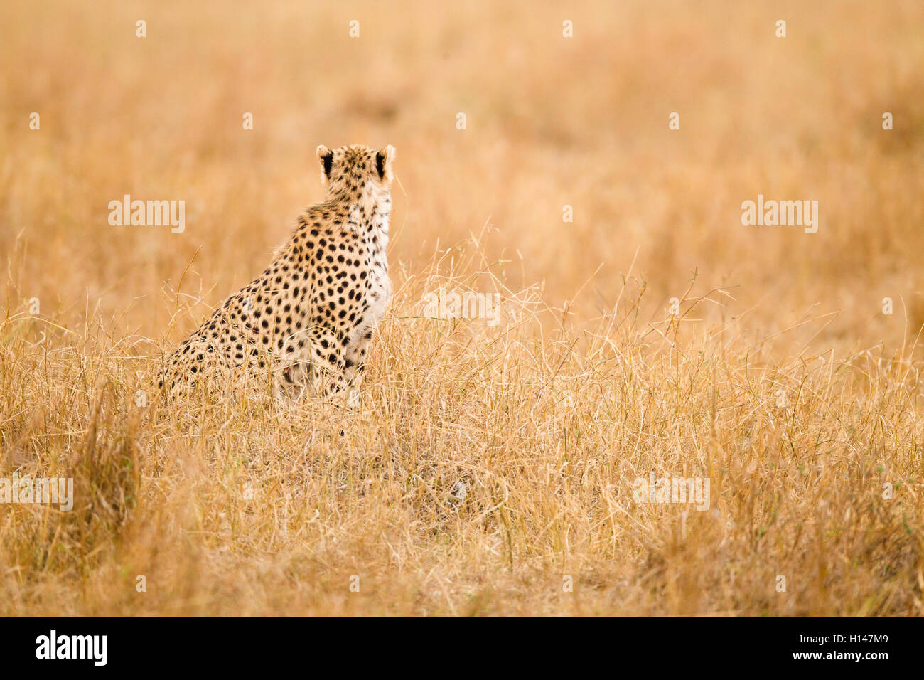 Un ghepardo seduto in mezzo di erba e rivolta verso l'altra direzione, con i suoi orecchi fino Foto Stock