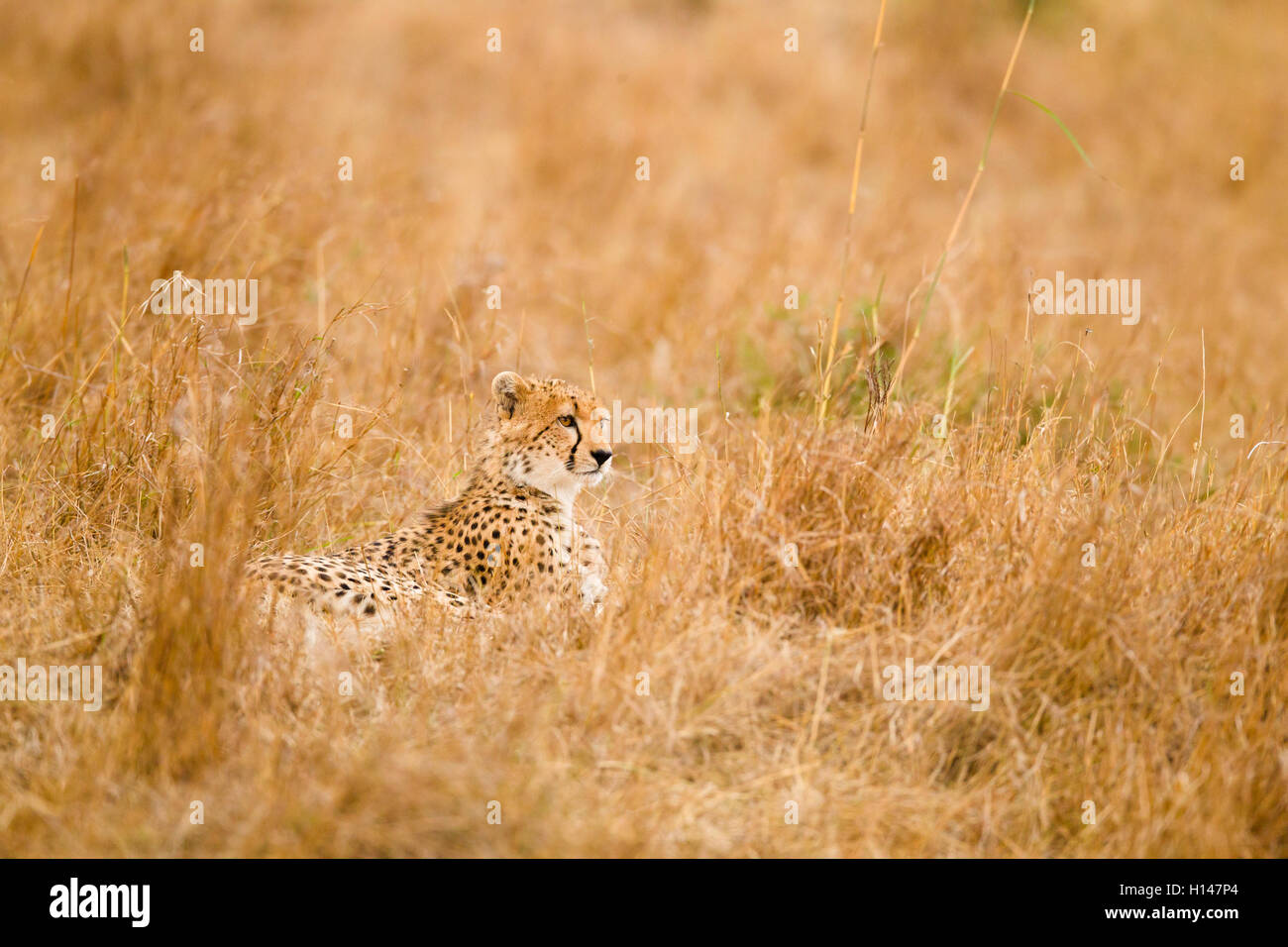 Un ghepardo giacciono nel mezzo di erba e rivolta verso la telecamera Foto Stock