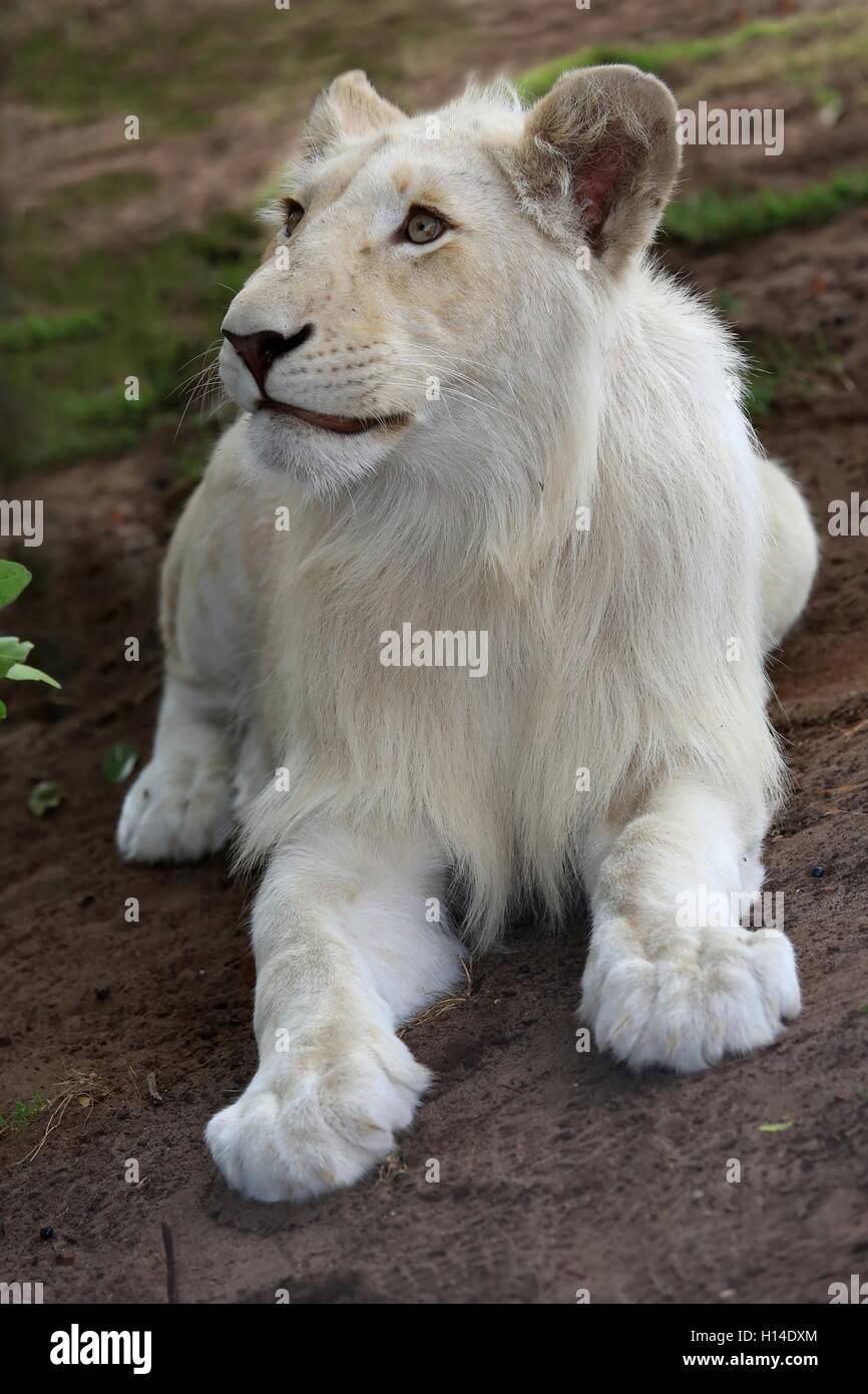 Cub di leone bianco Foto Stock