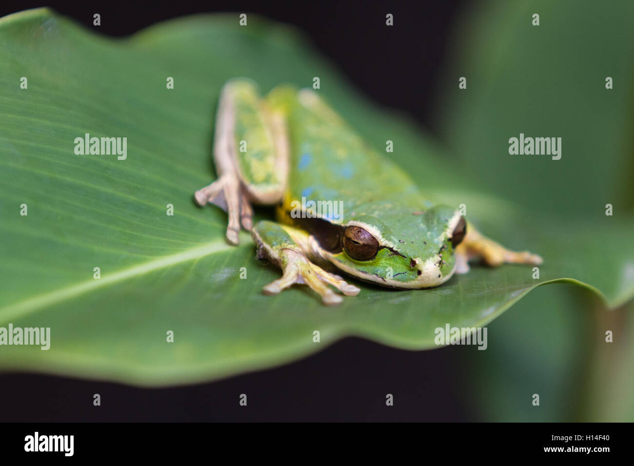 In prossimità di una piccola rana mascherato su una grande foglia verde in Costa Rica Foto Stock