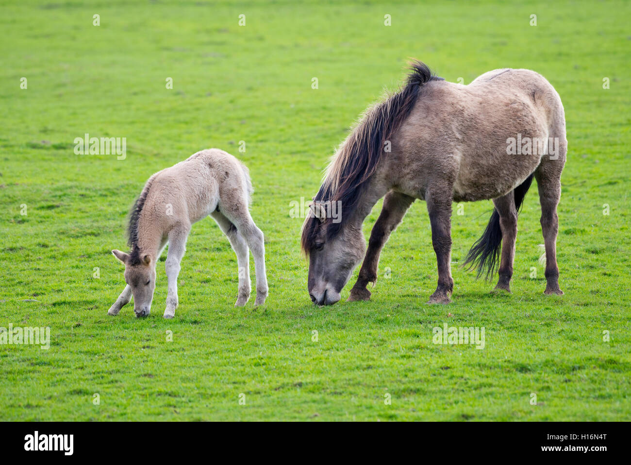 Tarpan (Equus ferus gmelini, Equus gmelini), allevamento indietro, mare e puledro su pascolo, captive, Germania Foto Stock