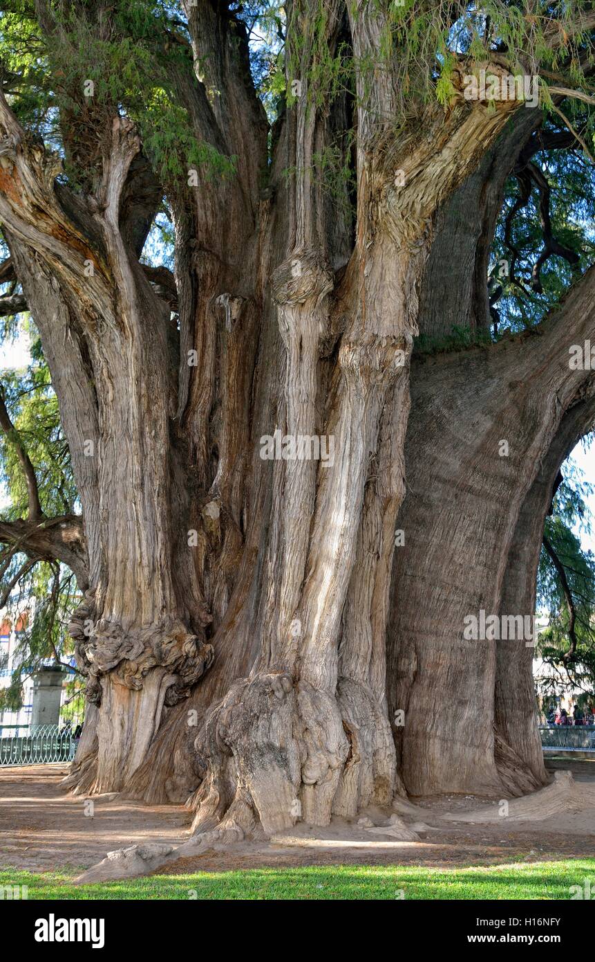 Arbol del Tule, Cypress (Taxodium mucronatum), albero più spessa nel mondo, Santa Maria del Tule, Oaxaca, Messico Foto Stock