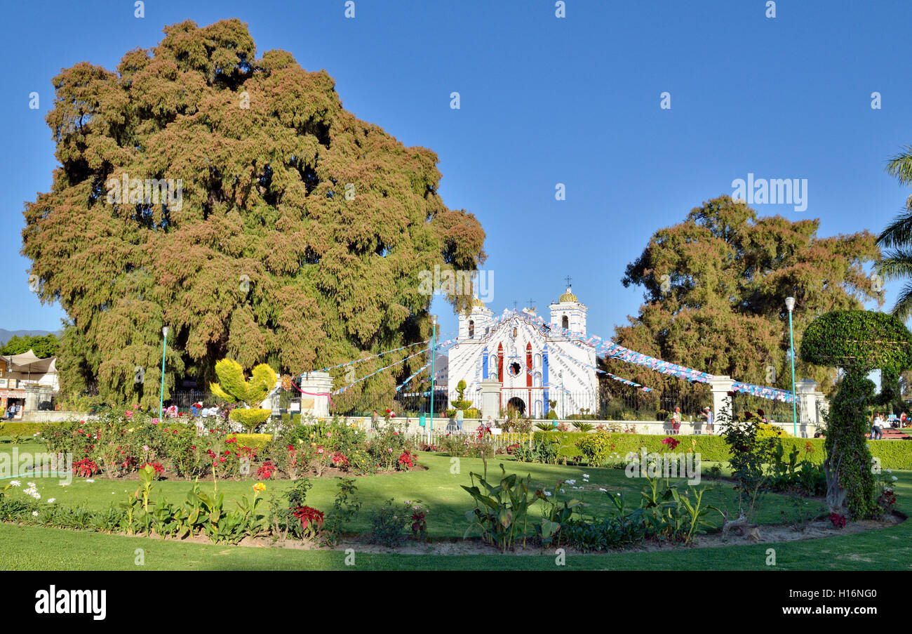 Arbol del Tule, Tule Tree, Cypress (Taxodium mucronatum), albero più spessa nel mondo, accanto alla chiesa di Santa Maria del Foto Stock