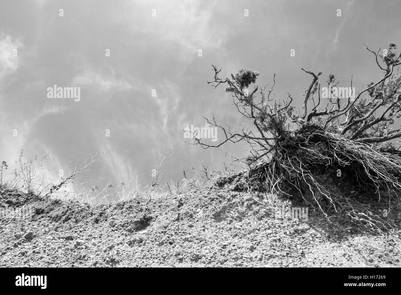 Sbriciolare fronte mare spiaggia scogliera a causa di fenomeni di erosione fro il mare con un singolo albero devastato dalle infinite acqua. Foto Stock