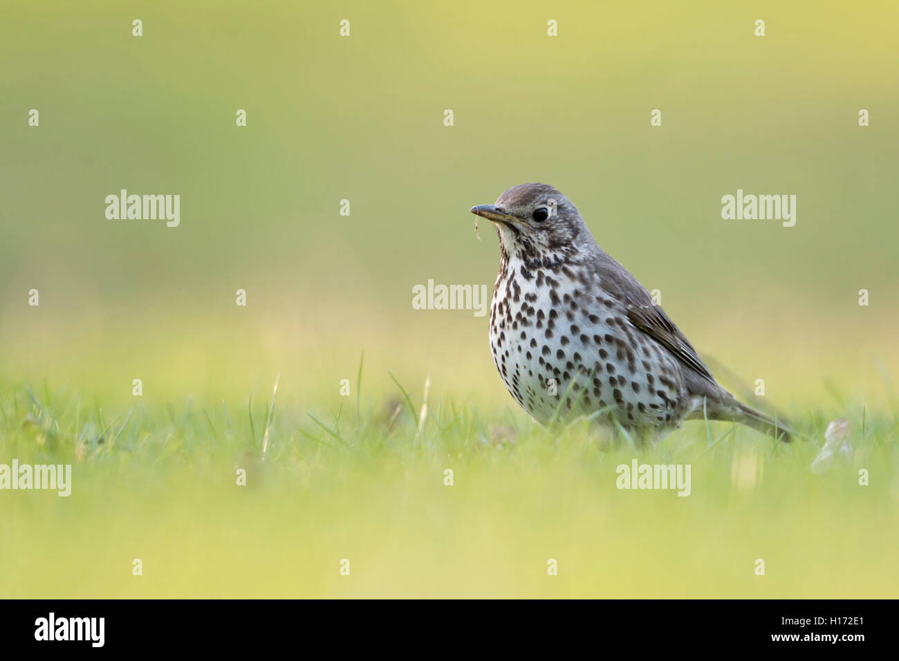 Canzone Thrush / Singdrossel ( Turdus philomelos ) in abito da riproduzione, migrante, a terra, sull'erba, basso punto di vista, fauna selvatica, Europa. Foto Stock