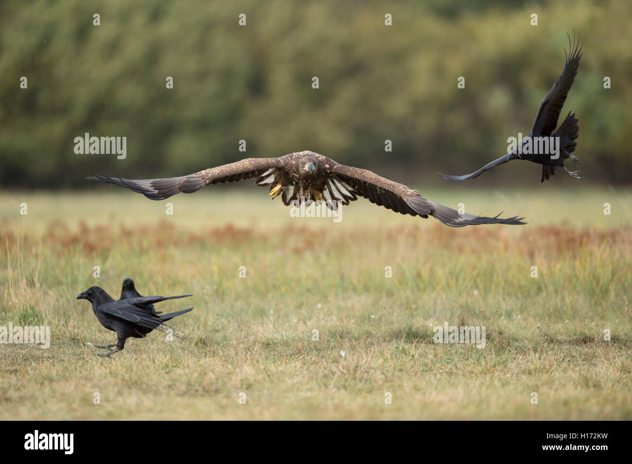 White-tailed Eagle / Sea Eagle ( Haliaeetus albicilla ), subadult, in volo frontale, a caccia di corvi comune, tipico comportamento. Foto Stock