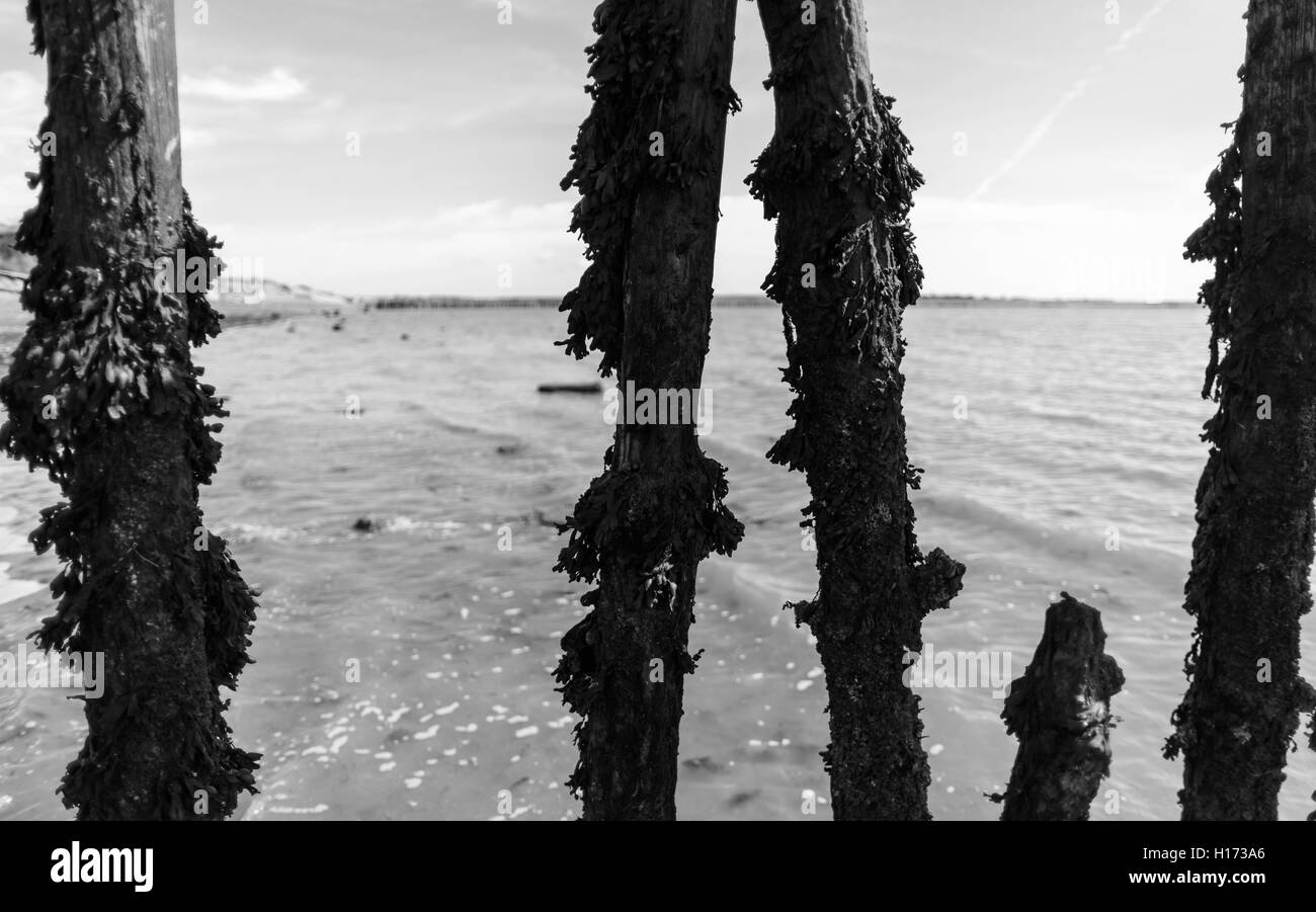 Esposte in legno per la difesa del mare posti coperti di alghe e vegetazione di mare in bianco e nero. Foto Stock