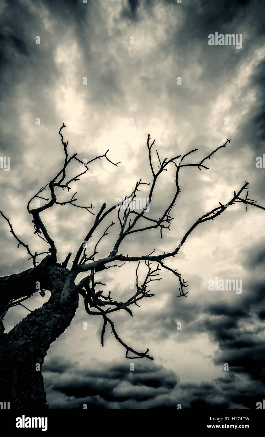 Albero morto in un inquietante scenario notturno con Dark nuvole temporalesche overhead. L'immagine è in bianco e nero Foto Stock