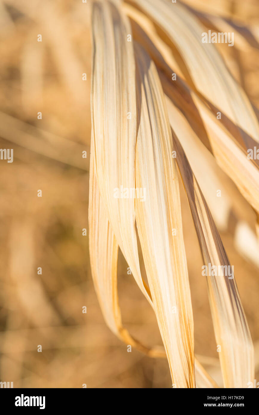 Secco, erba gialla Foto Stock