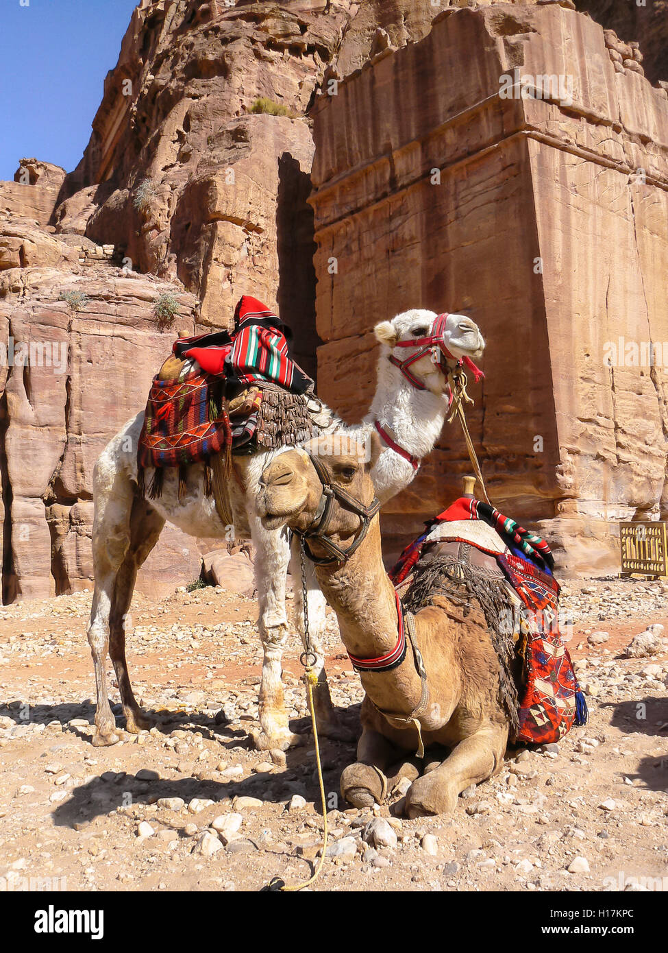 I cammelli per i turisti a Petra, Giordania Foto Stock