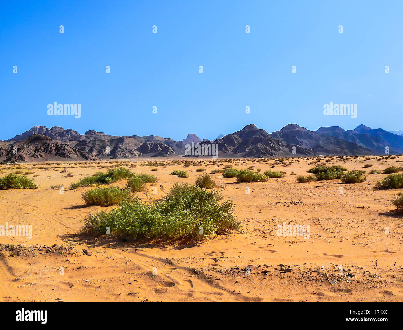 Cespugli di verde nel deserto di Wadi Rum, Giordania Foto Stock