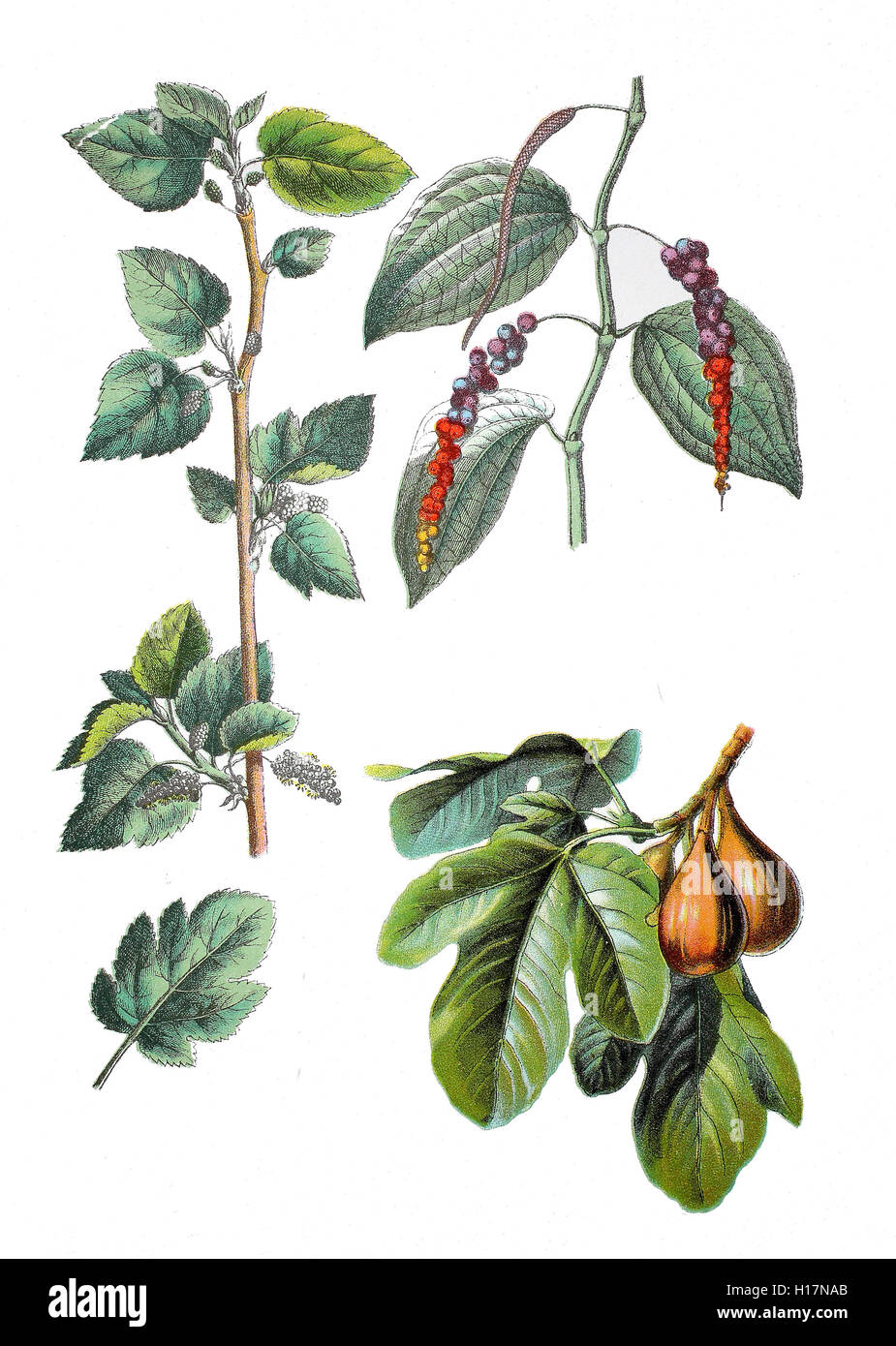 Weiße Maulbeere, Morus alba (links), Pfefferstrauch, Echter su Pfeffer, Schwarzer Pfeffer oder kurz Pfeffer, Piper nigrum (oben rechts), Echte Feige, Ficus carica (rechts unten) Foto Stock